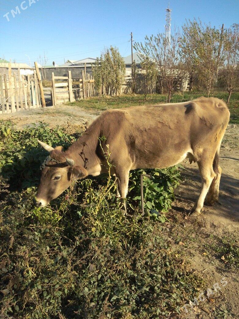 Sygyr. - Bäherden - img 5