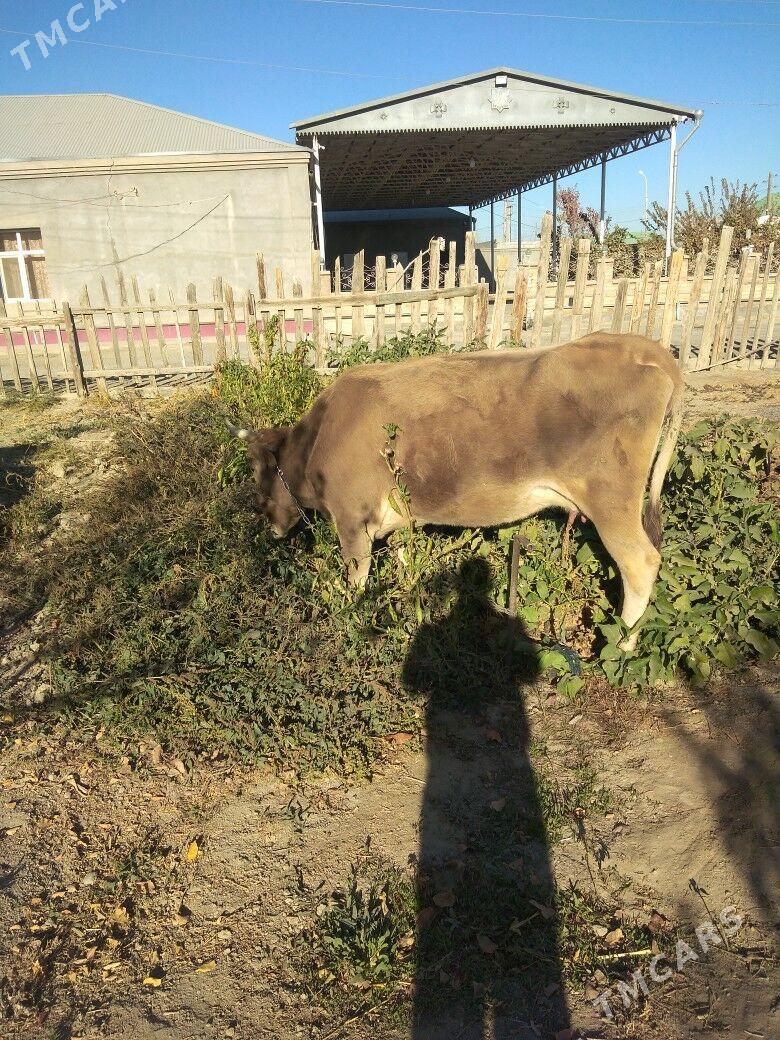 Sygyr. - Bäherden - img 6