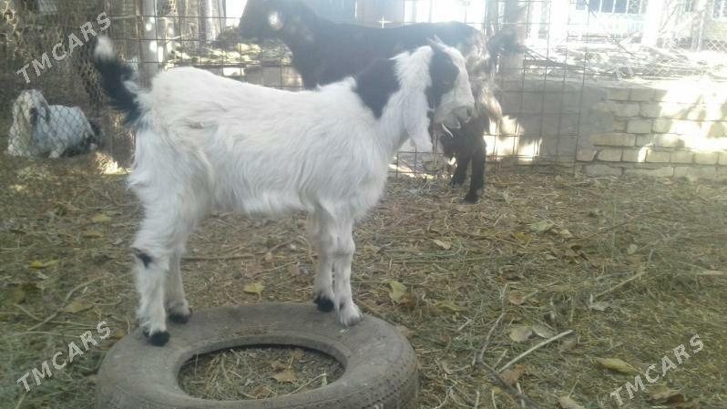 Пакистан метис овлак - Kerki - img 2