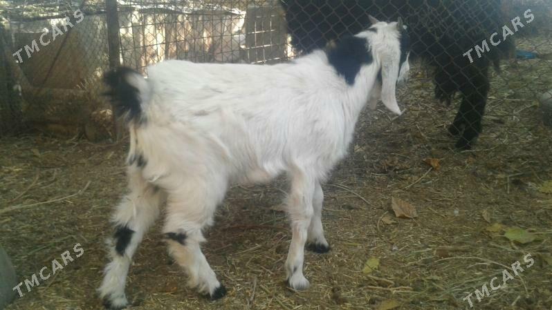 Пакистан метис овлак - Kerki - img 4