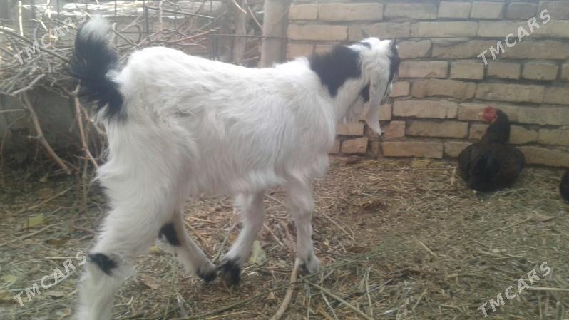 Пакистан метис овлак - Kerki - img 3