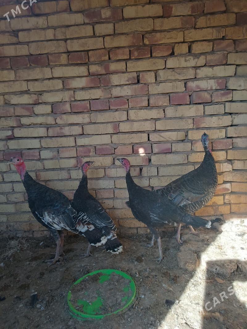 Induk - Ýolöten - img 2