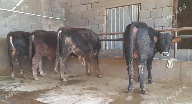 öküz - Бузмеин - img 4