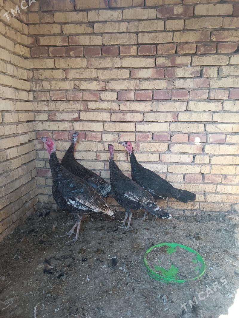 Induk - Ýolöten - img 4