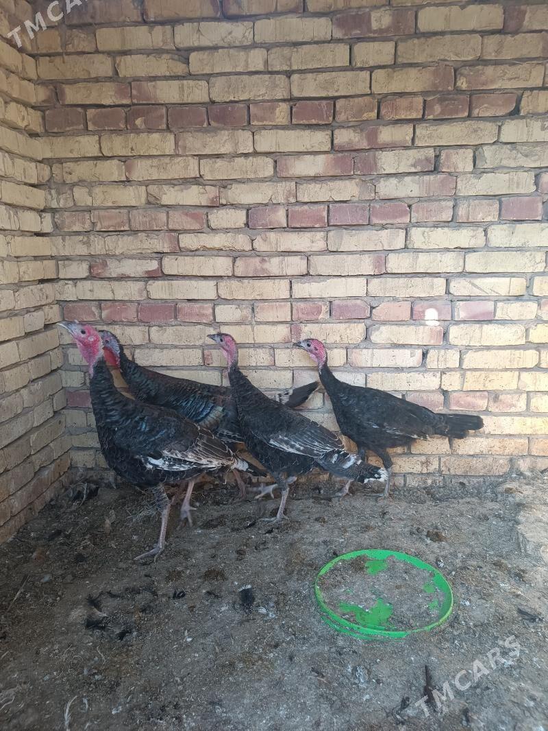 Induk - Ýolöten - img 3