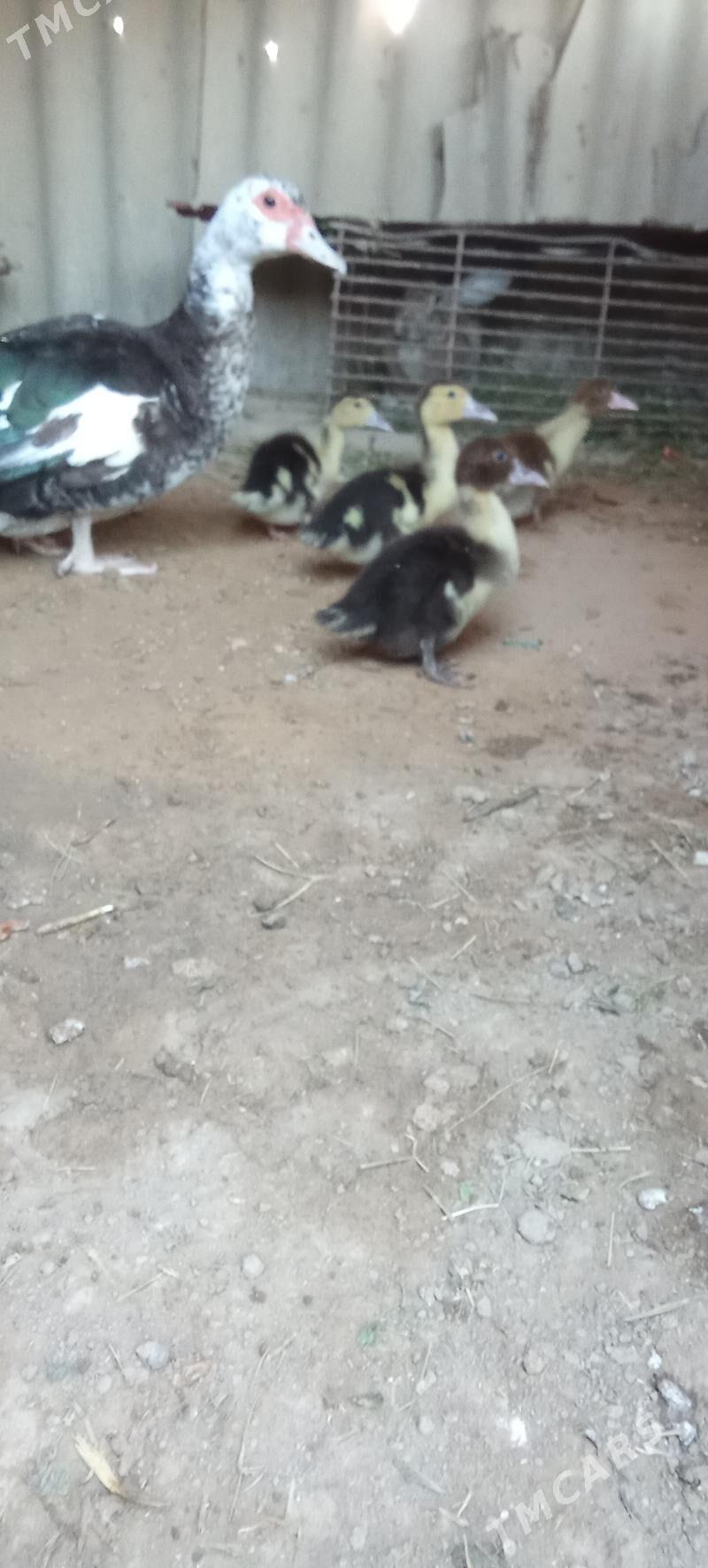 Ordekler - Сакарчага - img 5