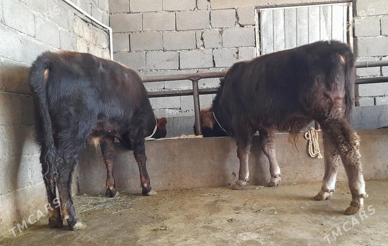 öküz - Бузмеин - img 7