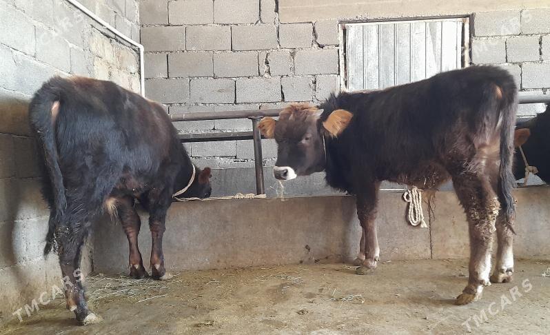 öküz - Бузмеин - img 8