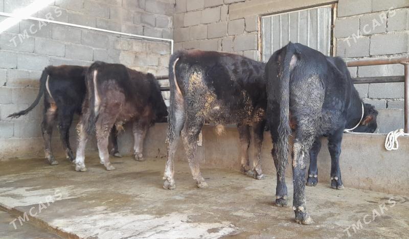 öküz - Бузмеин - img 5