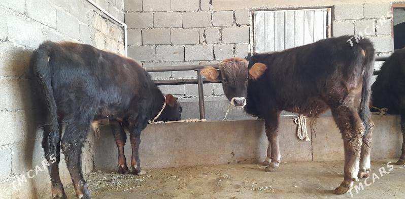 öküz - Бузмеин - img 6