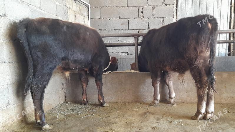 öküz - Бузмеин - img 3