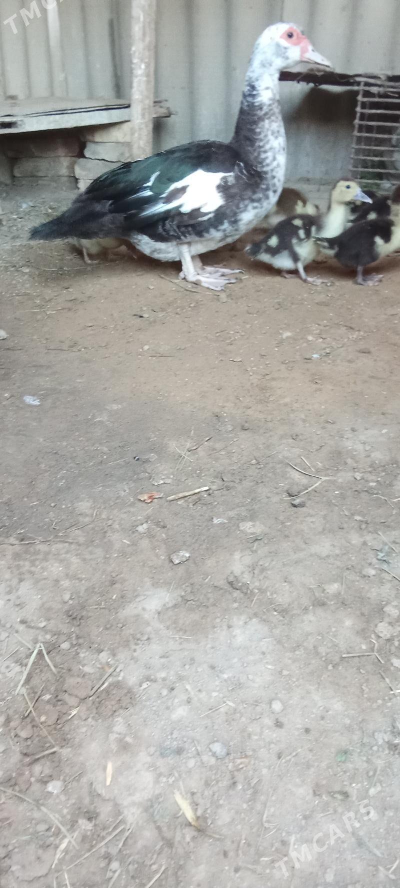 Ordekler - Сакарчага - img 4