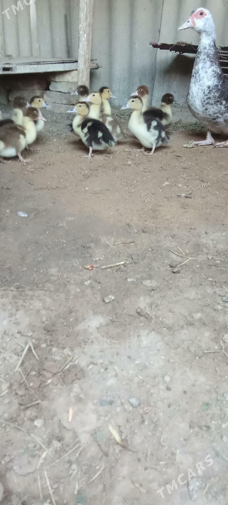 Ordekler - Сакарчага - img 2