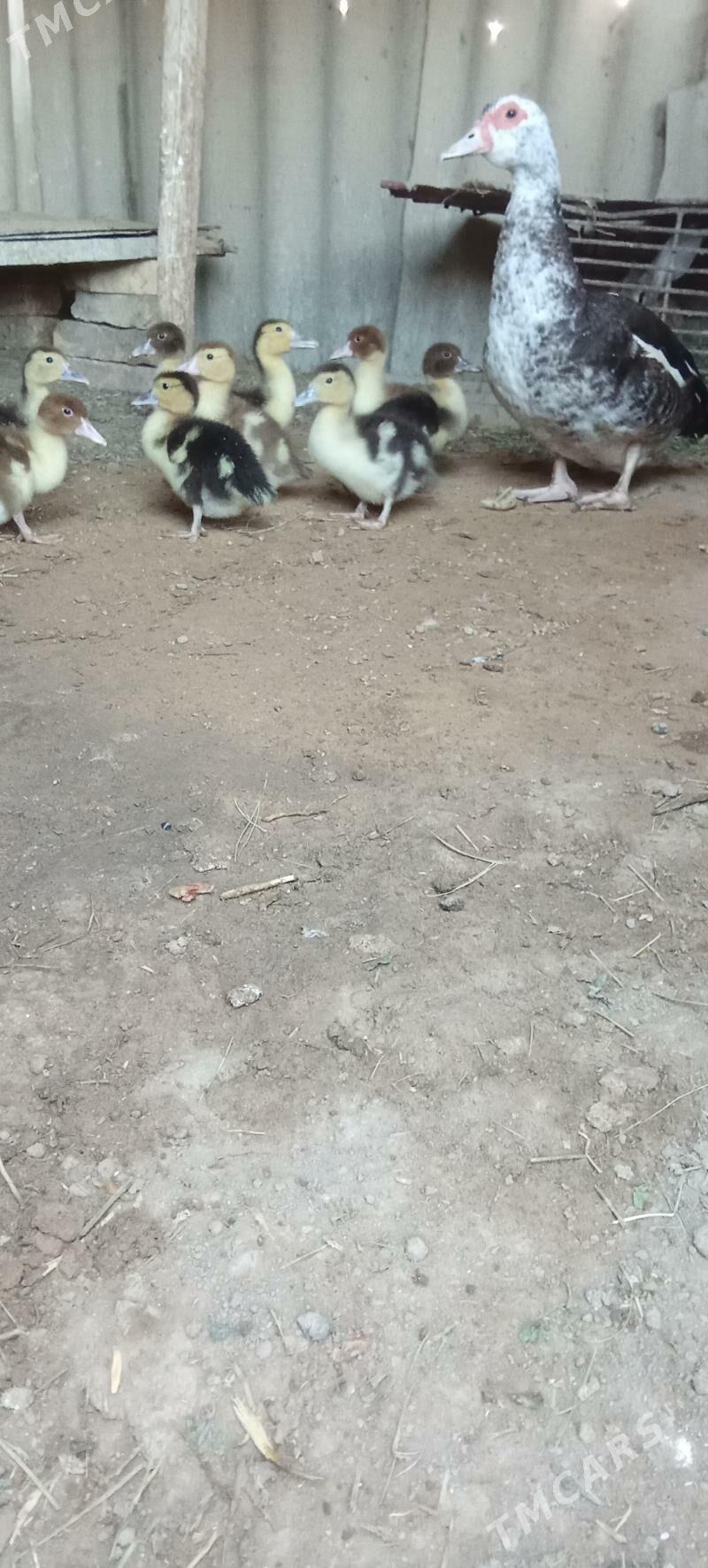 Ordekler - Сакарчага - img 3