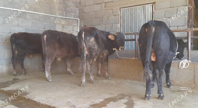 öküz - Бузмеин - img 10