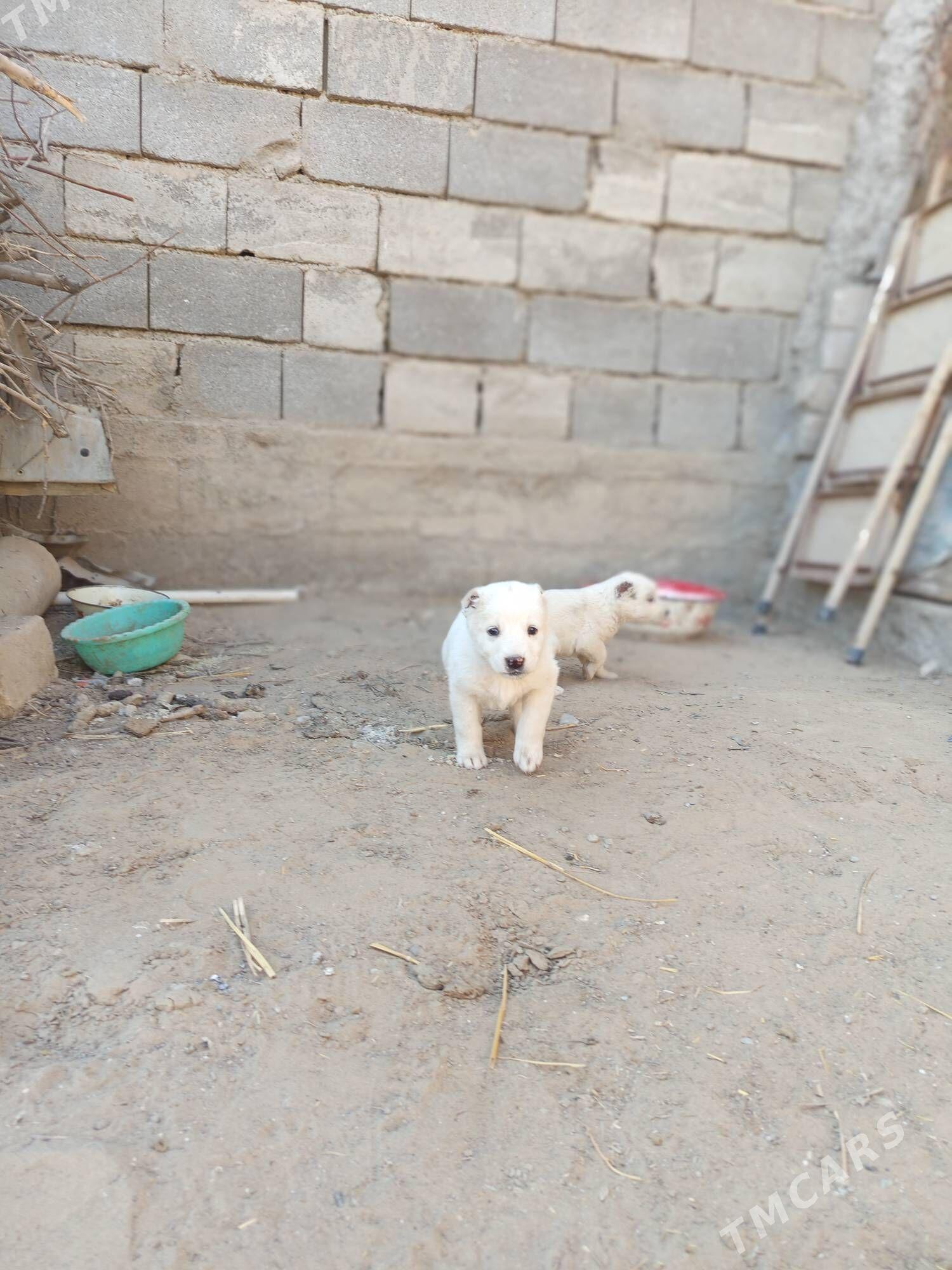 Alabaý güjük - Багир - img 2