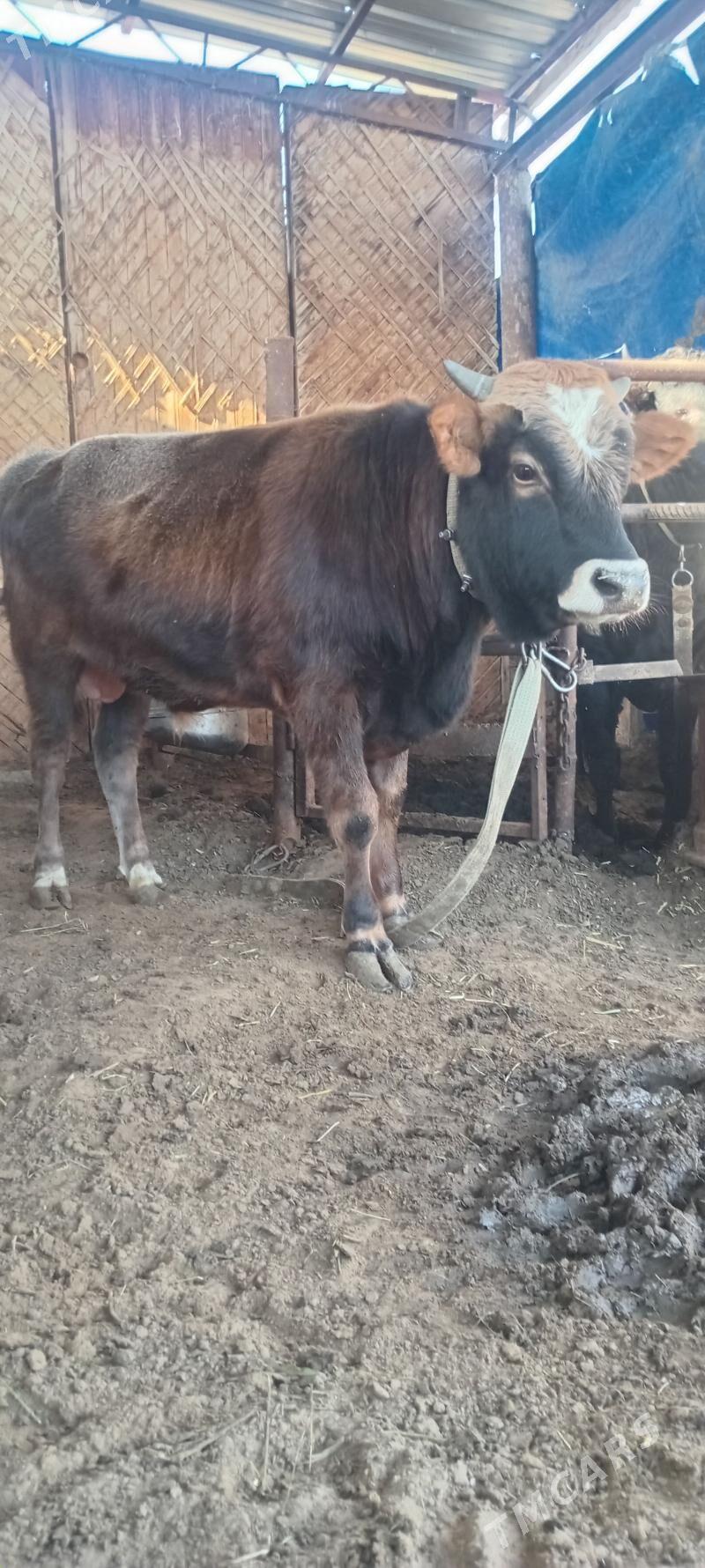 öküz - Анев - img 7