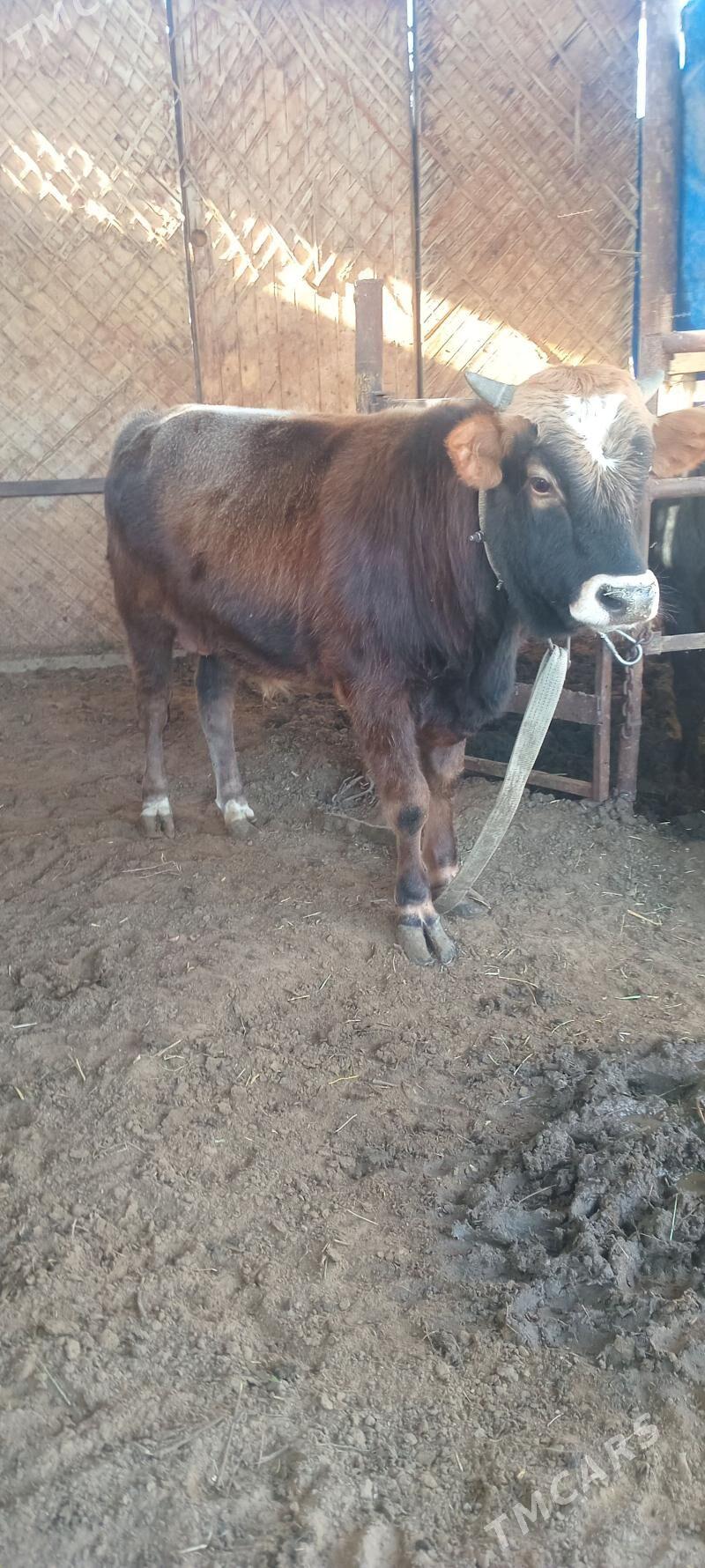 öküz - Анев - img 3