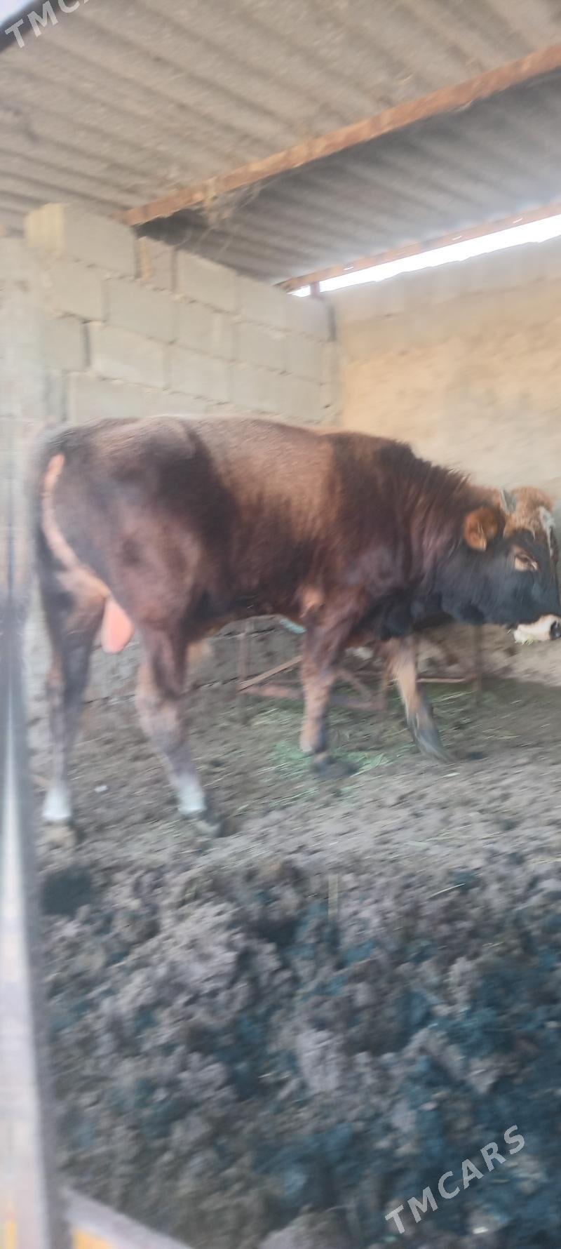 öküz - Анев - img 6