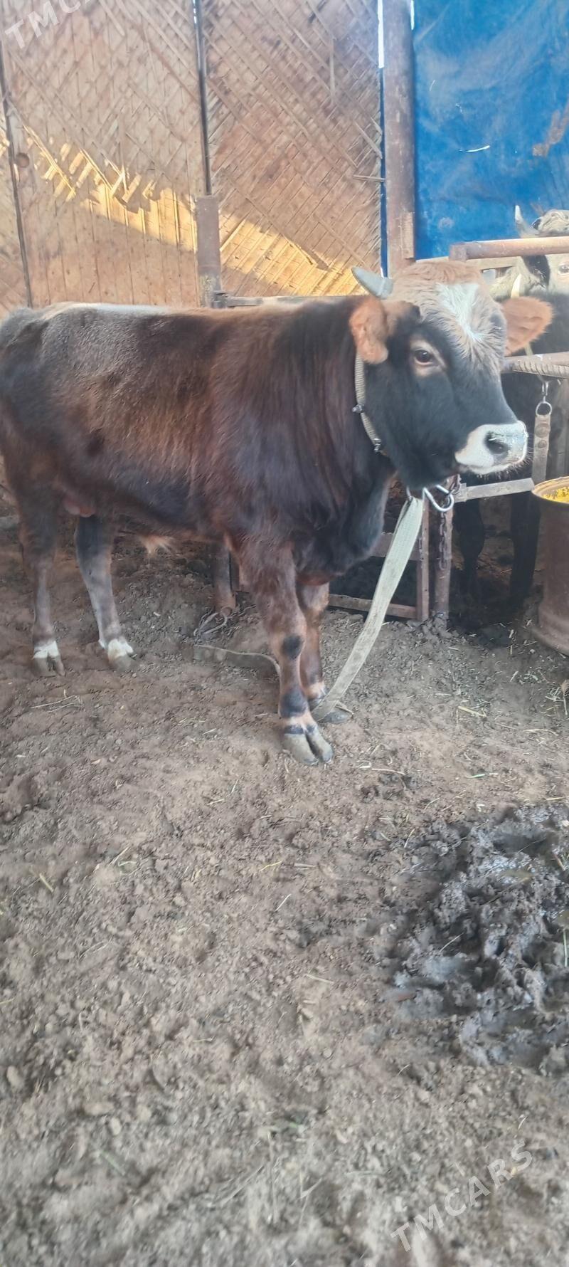 öküz - Анев - img 8