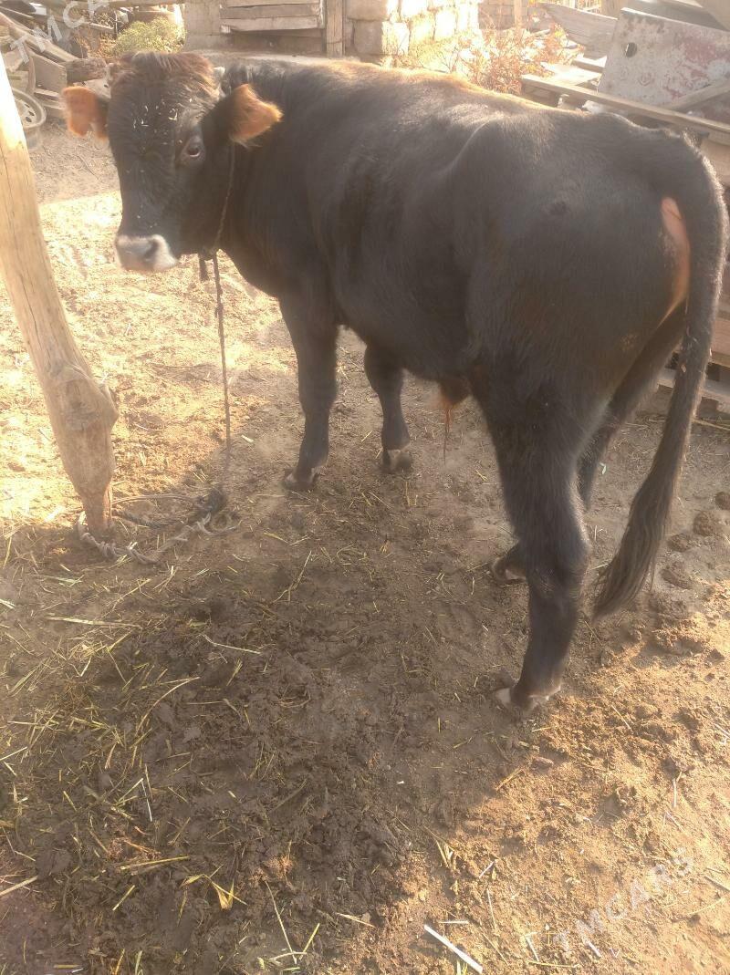 okuz - Гёкдепе - img 2