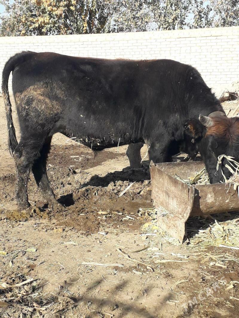 okuz bakylan - Туркменгала - img 3