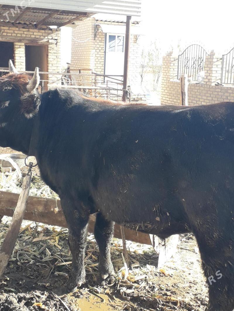 okuz bakylan - Туркменгала - img 2