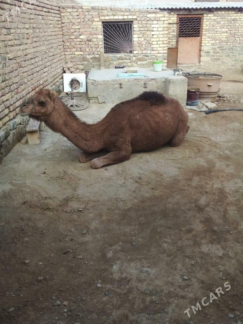 Düýe - Bereket - img 4