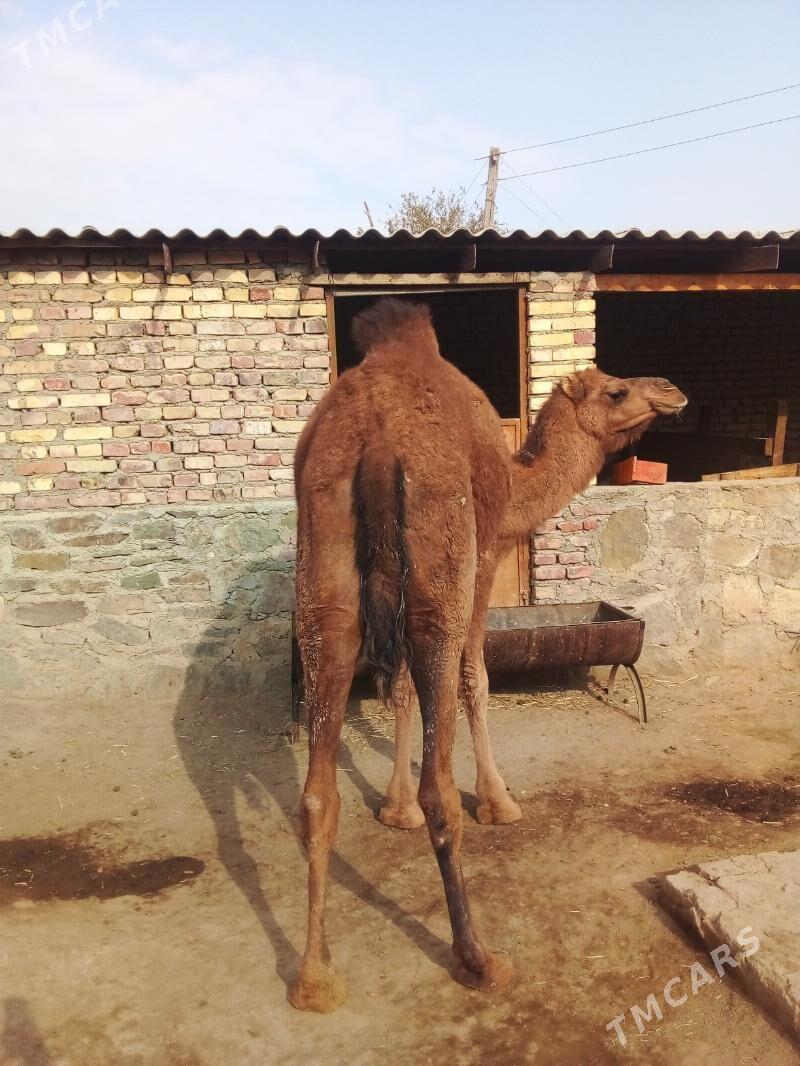 Düýe - Bereket - img 2