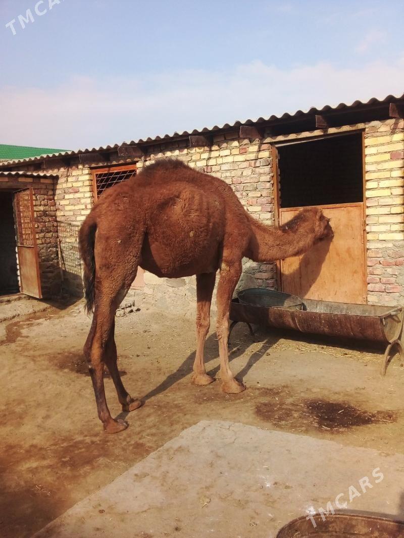 Düýe - Bereket - img 3