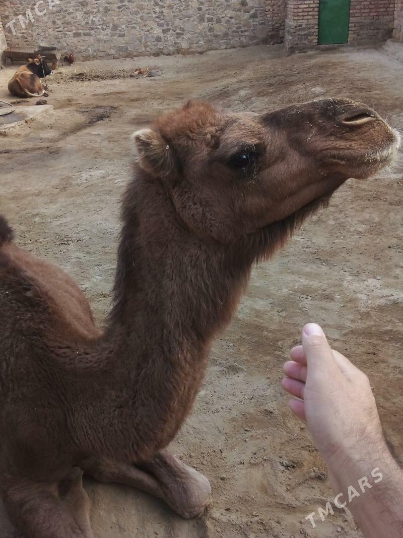 Düýe - Bereket - img 1