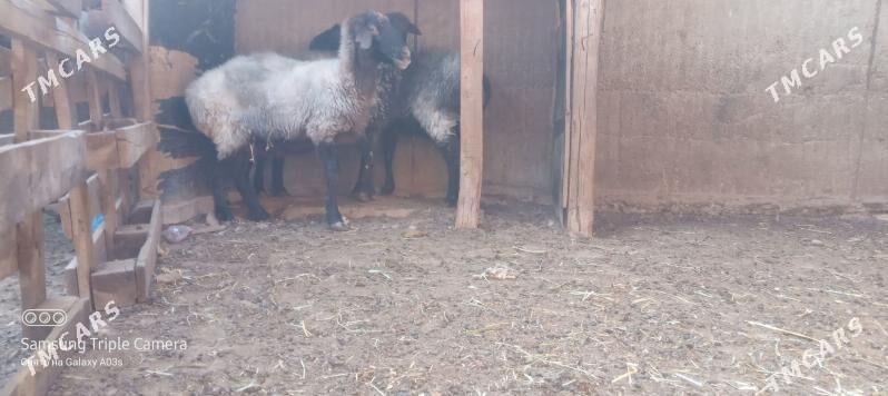 goyun - Aşgabat - img 3