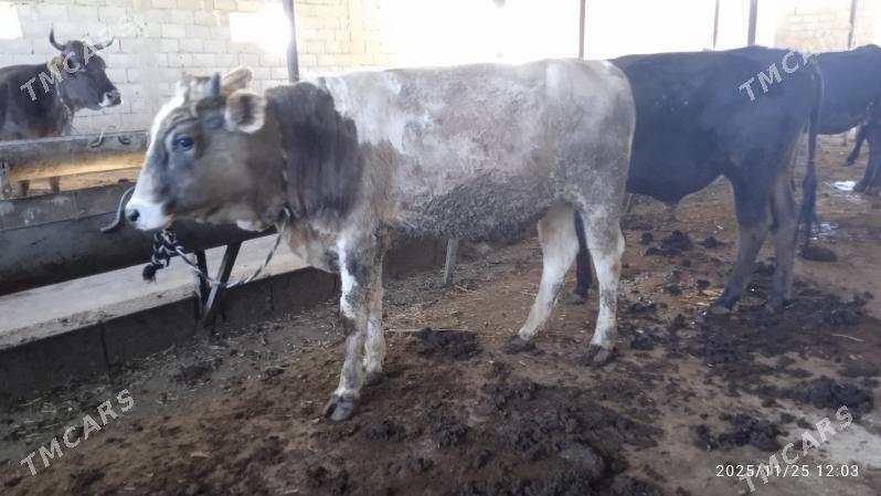 öküs - Гарадамак Шор - img 2