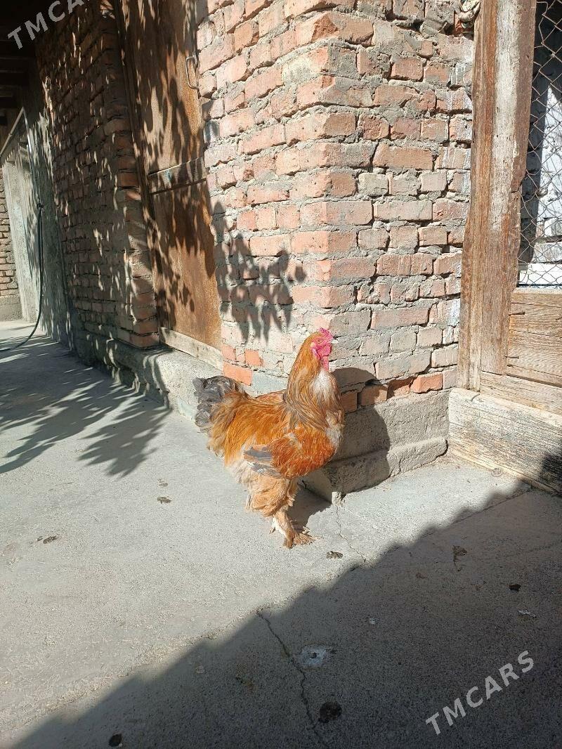 balgar ýumurtga - Bäherden - img 5