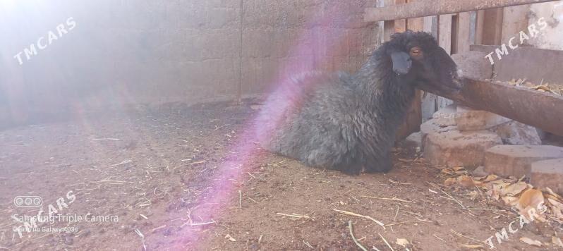 goyun - Aşgabat - img 2