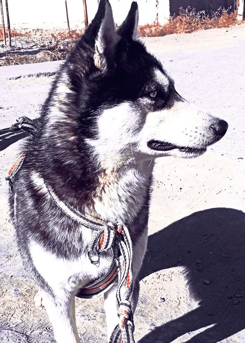 Линда - Шабатский этрап - img 3