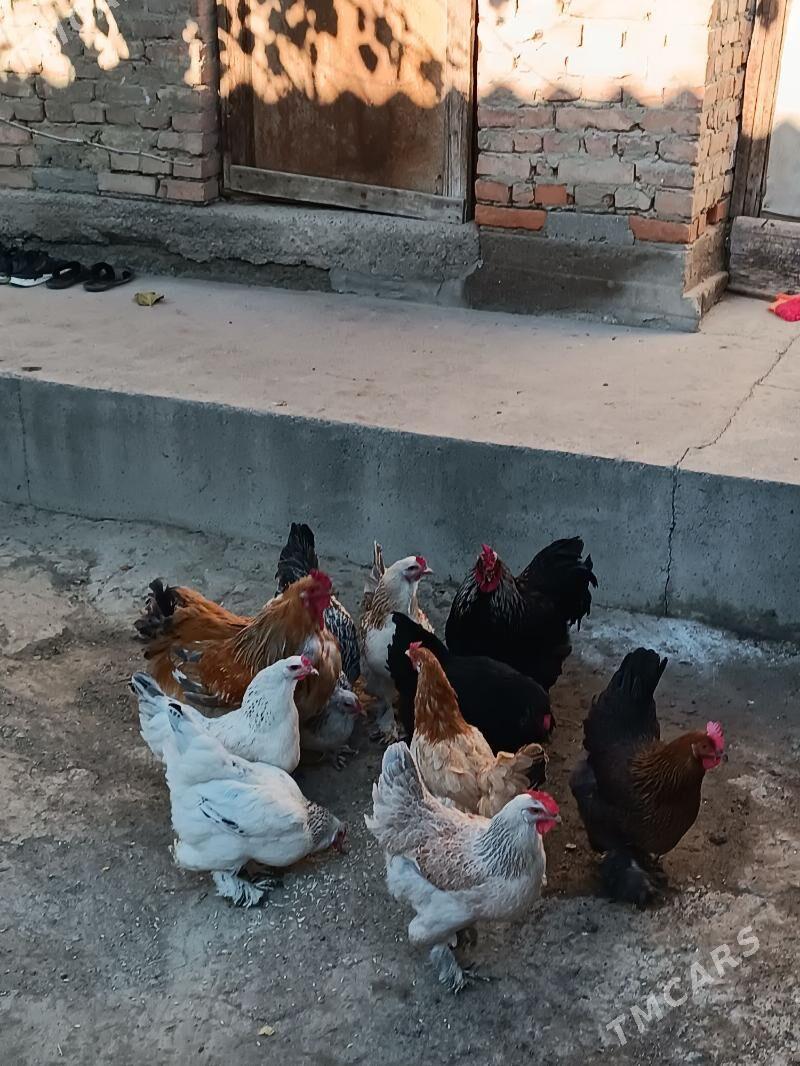 balgar ýumurtga - Bäherden - img 1