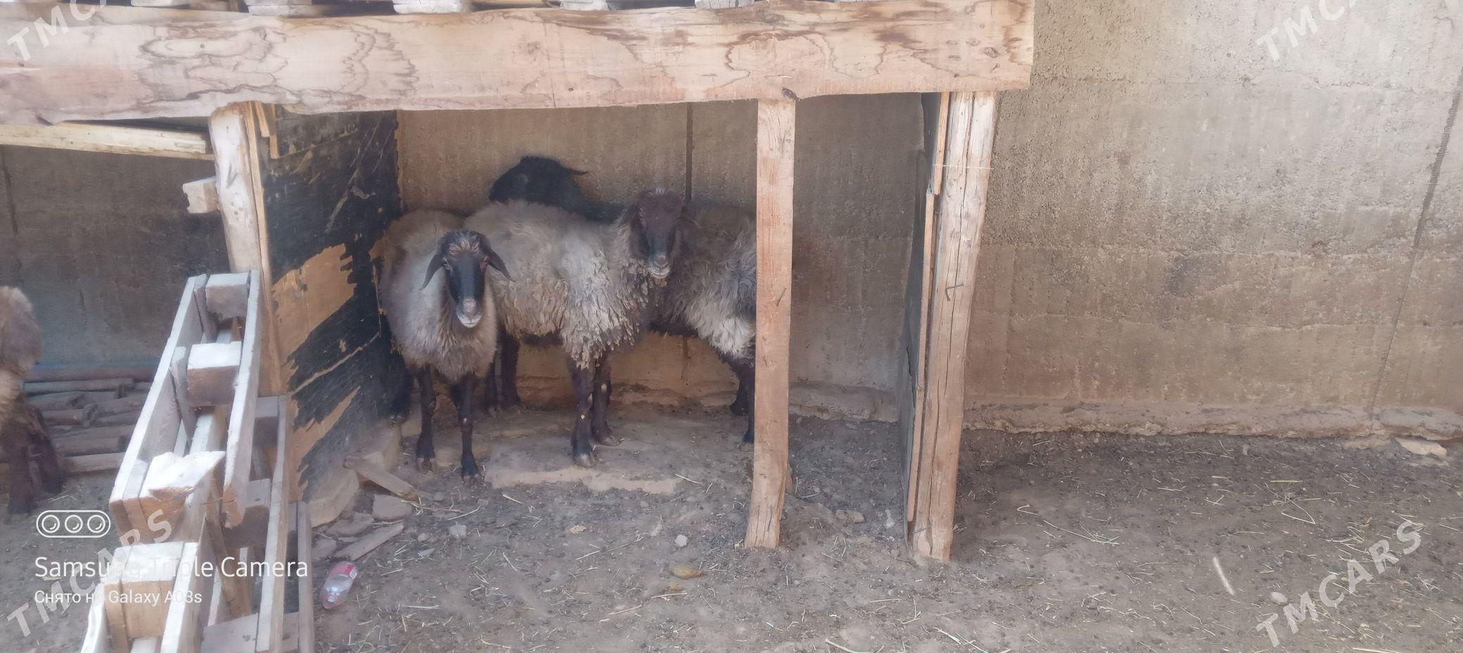 goyun - Aşgabat - img 5