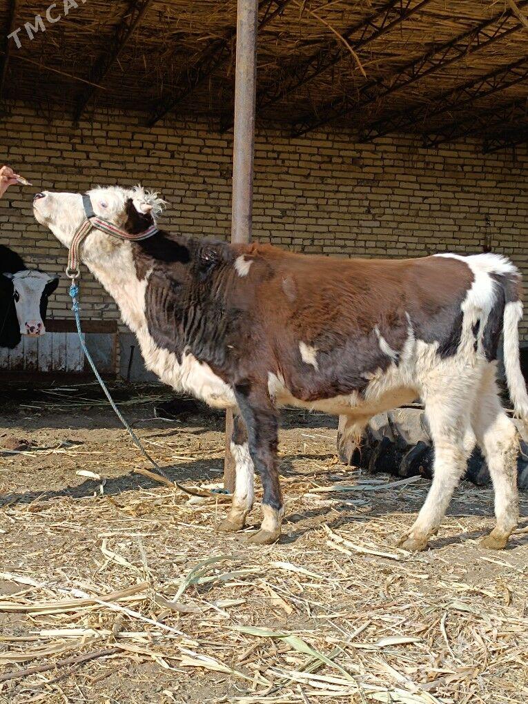 öküz & unajyn - Чарджоу - img 4