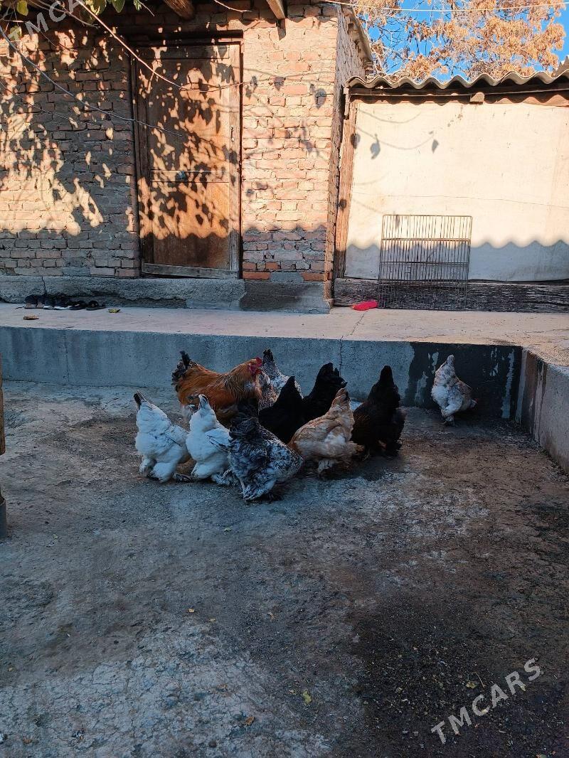 balgar ýumurtga - Bäherden - img 2