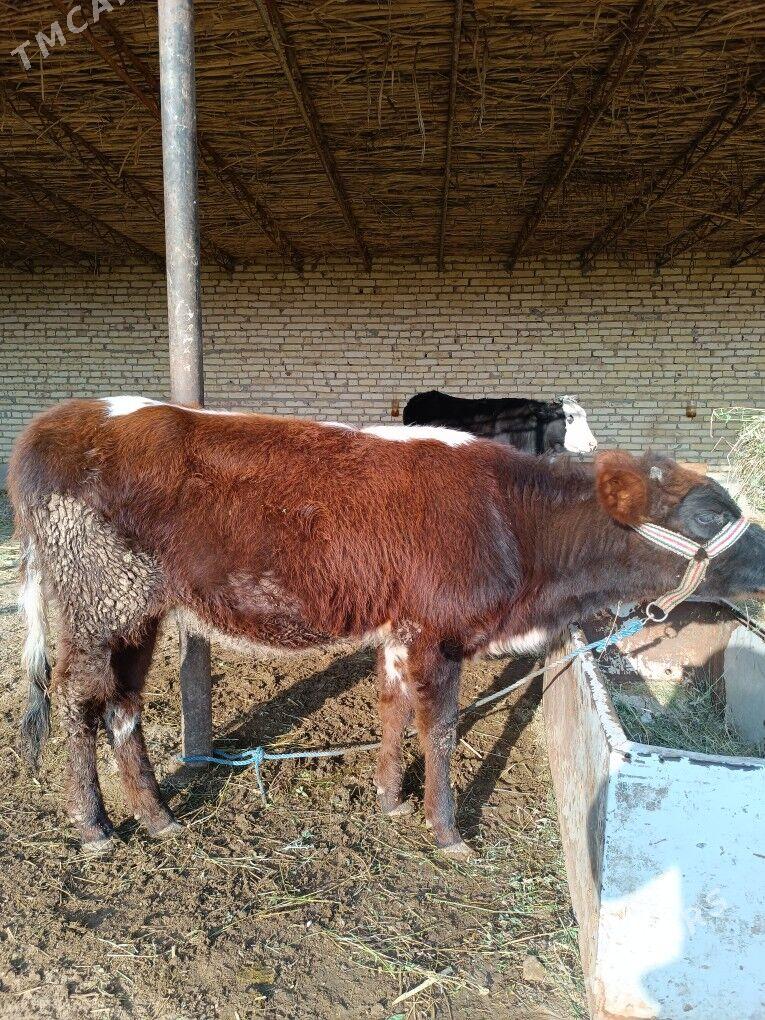 öküz & unajyn - Чарджоу - img 9