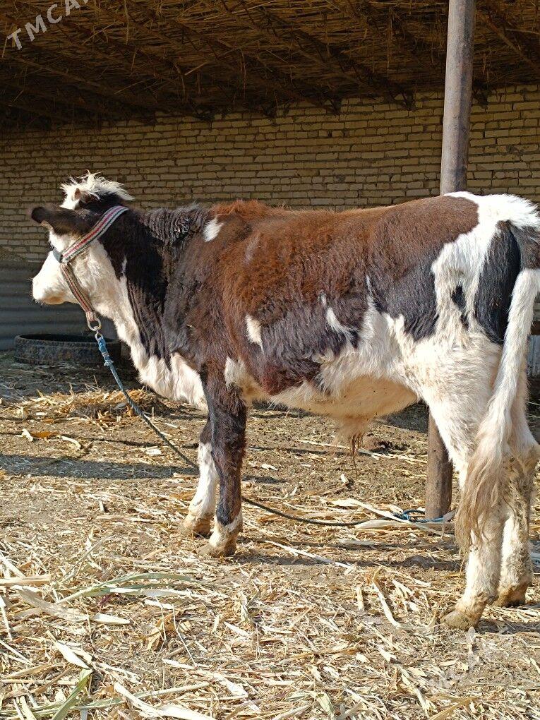 öküz & unajyn - Чарджоу - img 2