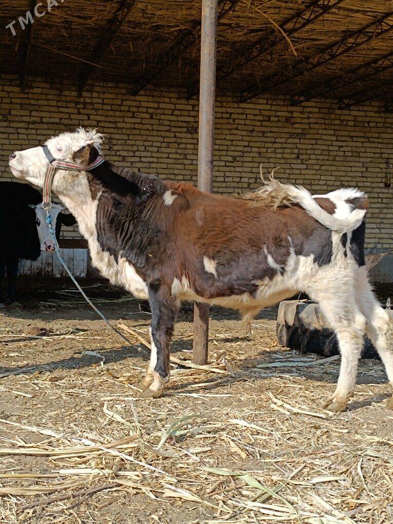 öküz & unajyn - Чарджоу - img 3