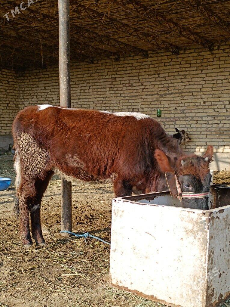 öküz & unajyn - Чарджоу - img 8