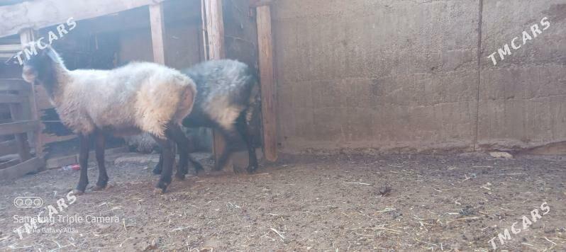 goyun - Aşgabat - img 4