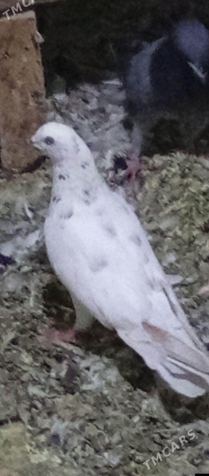 Kepderi - Ашхабад - img 3