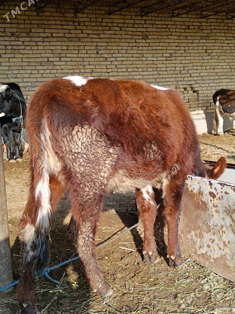 öküz & unajyn - Чарджоу - img 6