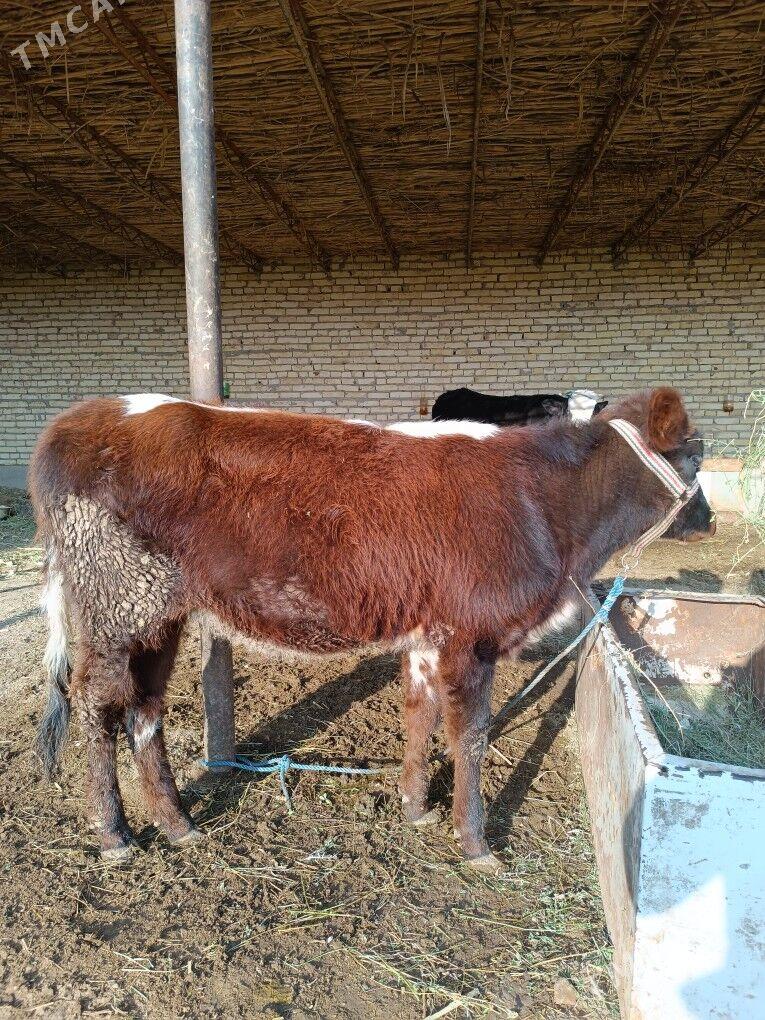 öküz & unajyn - Чарджоу - img 10