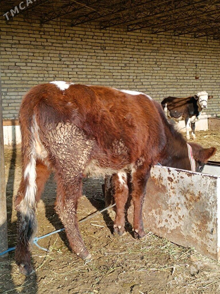 öküz & unajyn - Чарджоу - img 7