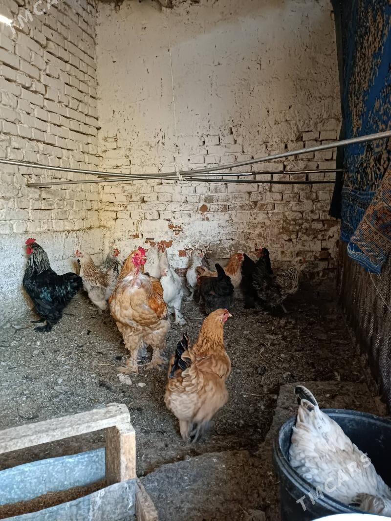 balgar ýumurtga - Bäherden - img 4